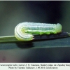 coenonympha tullia z kinjal larva l3